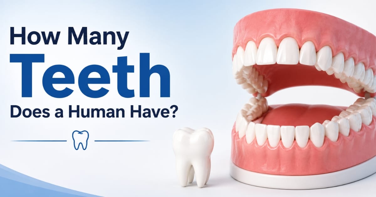How Many Teeth Does a Human Have