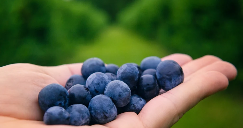 blueberry